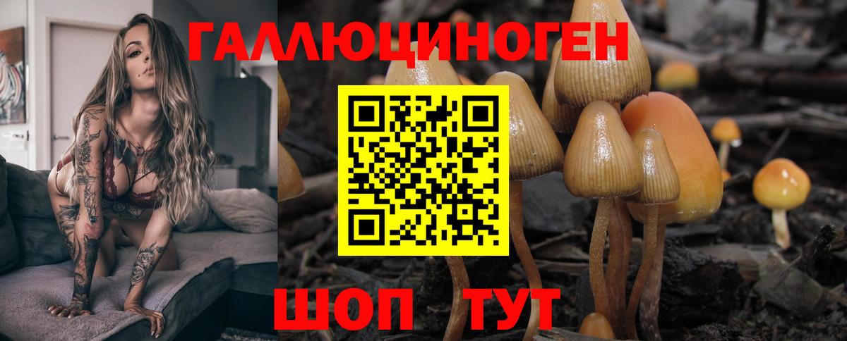 Галлюциногенные грибы Psilocybe Гусь-Хрустальный